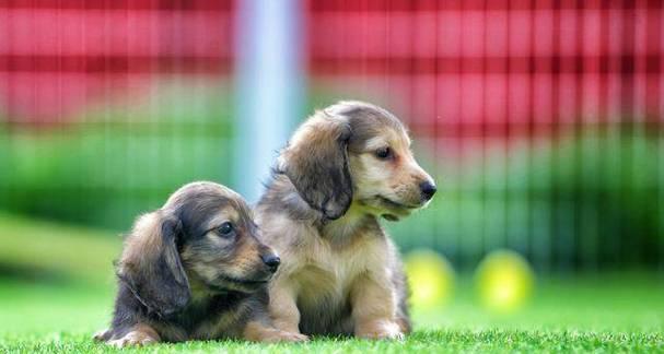 狗狗的驱虫方法（保持狗狗健康的关键）(图3)