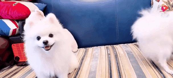 带狗出行，选什么车最合适？（狗狗出行必备汽车指南，告别困扰你的选择困难症）(图2)