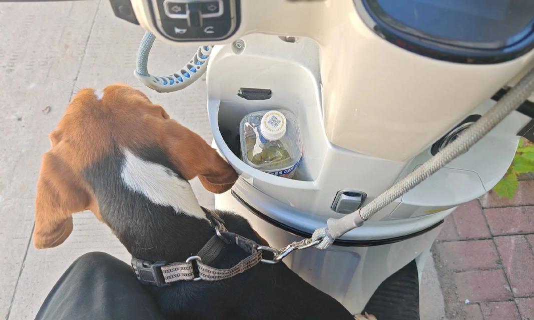 带狗出行，选什么车最合适？（狗狗出行必备汽车指南，告别困扰你的选择困难症）(图3)