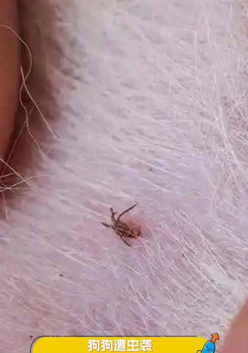 揭秘狗身上的虫——宠物健康必知（了解常见的狗身上寄生虫，保障宠物健康）(图3)