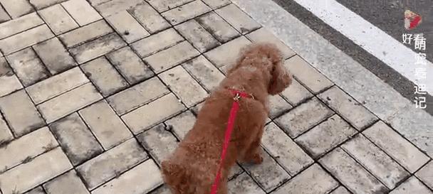 胆小的狗为什么会变得凶恶？（探究胆小狗凶恶行为背后的原因及解