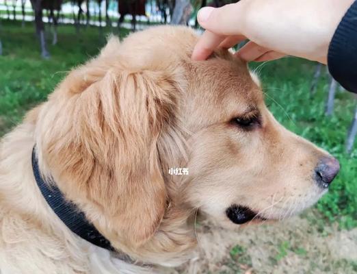 聪明听话的狗狗训练秘籍（培养狗狗良好的行为习惯，共创和谐的宠物生活）(图3)