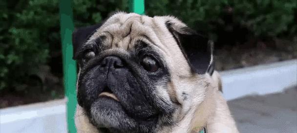 聪明听话的狗狗训练秘籍（培养狗狗良好的行为习惯，共创和谐的宠