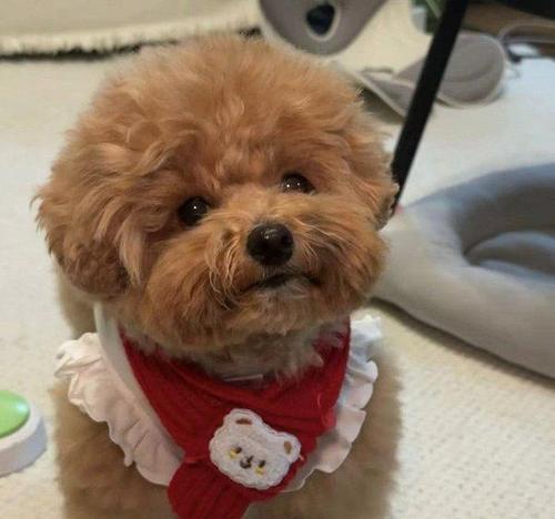 大学寝室养什么宠物最合适？（选择适合寝室的宠物是关键！）(图2)