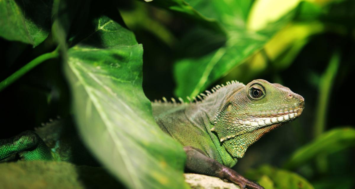 大学寝室养什么宠物最合适？（选择适合寝室的宠物是关键！）(图3)