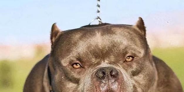 胆小的狗为什么会变得凶恶?(探究胆小狗凶恶行为背后的原因及解决方法)(图3) 胆小的狗为什么会变得凶恶?(探究胆小狗凶恶行为背后的原因及解决方法)(图3)