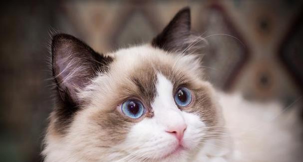 探寻猫性格的女人之谜（猫性格女人的特征及心理分析）(图2)