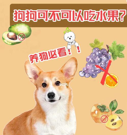 哈士奇不能吃的水果及其危害（了解哈士奇饮食禁忌，保护它的健康
