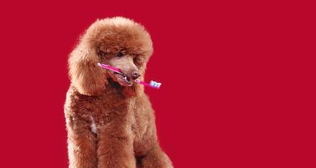 探索狗红色红色的点点奥秘(揭开狗红色红色的神秘面纱)(图2) 探索狗红色红色的点点奥秘(揭开狗红色红色的神秘面纱)(图2)