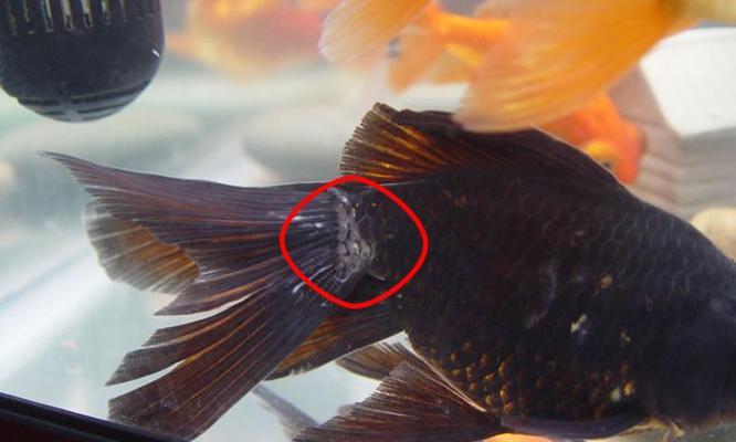 探索金鱼絮状现象的奥秘（金鱼絮状）