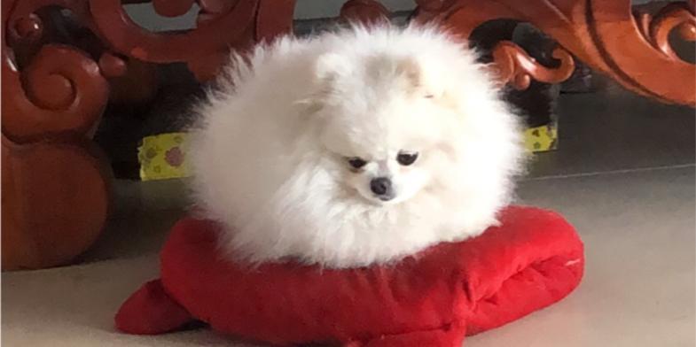 探索狗红色红色的点点奥秘(揭开狗红色红色的神秘面纱)(图1) 探索狗红色红色的点点奥秘(揭开狗红色红色的神秘面纱)(图1)