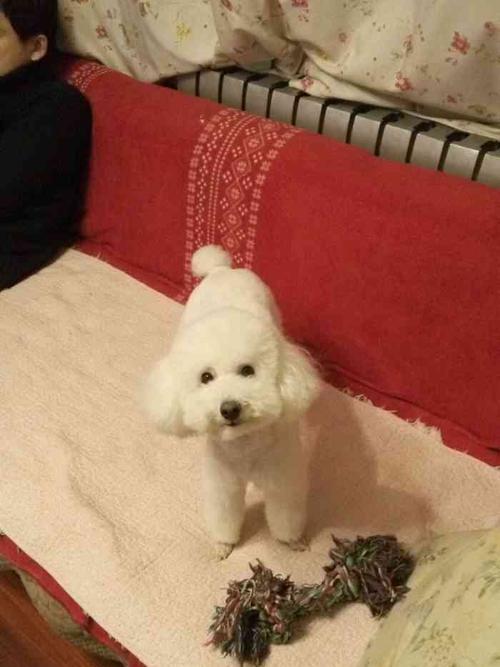 探索狗红色红色的点点奥秘(揭开狗红色红色的神秘面纱)(图3) 探索狗红色红色的点点奥秘(揭开狗红色红色的神秘面纱)(图3)