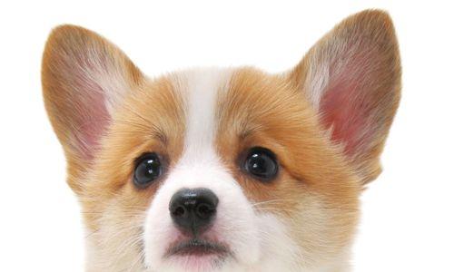 以狗看什么颜色？（狗的色觉和对不同颜色的感知能力）(图2)