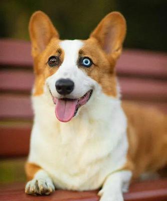 以狗看什么颜色？（狗的色觉和对不同颜色的感知能力）(图3)