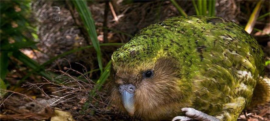 鸟类之恶梦（揭秘鸟类痛恨人类的原因及其后果）(图2)