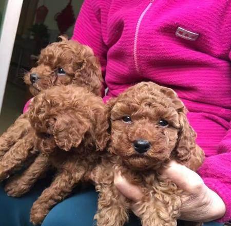 贵宾狗宝宝的毛色变化及时间点(探秘贵宾狗宝宝的毛色变化,为您解答什么时候变色最明显)(图2) 贵宾狗宝宝的毛色变化及时间点(探秘贵宾狗宝宝的毛色变化,为您解答什么时候变色最明显)(图2)