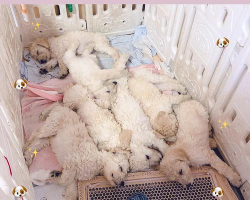 狗狗刚出生吃什么奶粉?(了解狗狗出生后的营养需求,选择合适的奶粉。)(图2) 狗狗刚出生吃什么奶粉?(了解狗狗出生后的营养需求,选择合适的奶粉。)(图2)