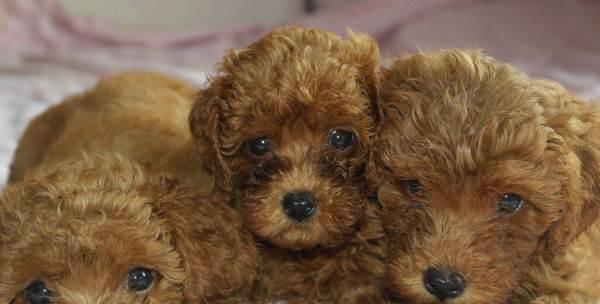 贵宾狗宝宝的毛色变化及时间点（探秘贵宾狗