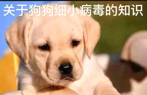狗狗得了细小,如何选择适合的食物帮助恢复健康(为你的爱犬提供适合细小患者的营养餐)(图3) 狗狗得了细小,如何选择适合的食物帮助恢复健康(为你的爱犬提供适合细小患者的营养餐)(图3)