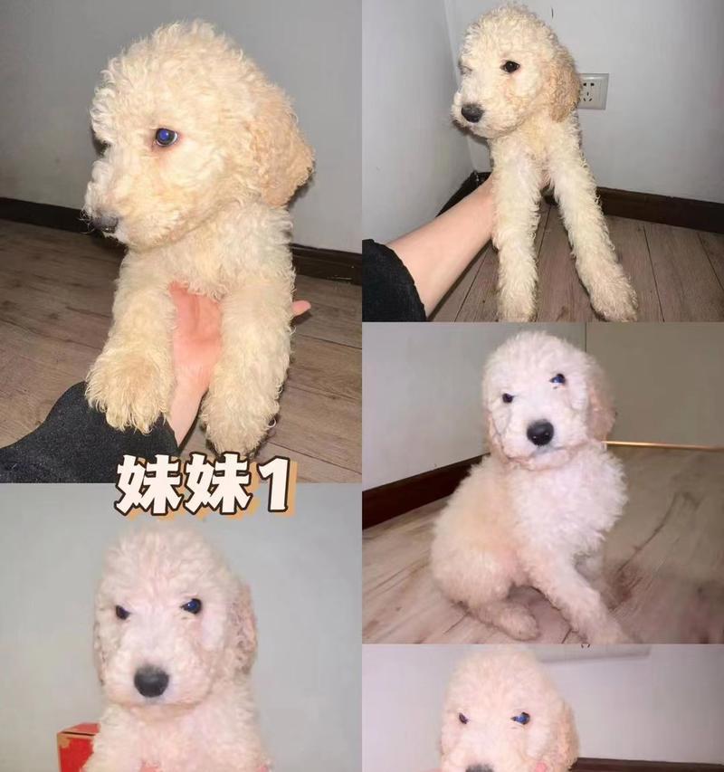 贵宾狗宝宝的毛色变化及时间点(探秘贵宾狗宝宝的毛色变化,为您解答什么时候变色最明显)(图3) 贵宾狗宝宝的毛色变化及时间点(探秘贵宾狗宝宝的毛色变化,为您解答什么时候变色最明显)(图3)