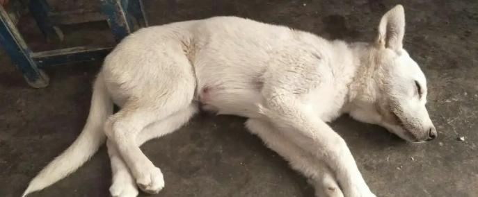 狗狗频繁抖身,用药方法介绍(解决狗狗抖身问题的有效药物)(图3) 狗狗频繁抖身,用药方法介绍(解决狗狗抖身问题的有效药物)(图3)