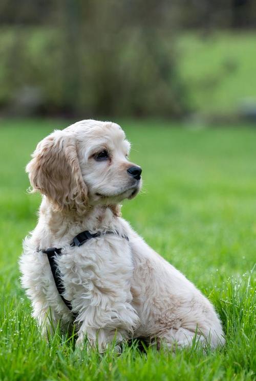 狗狗健康成长的关键(揭秘狗狗健康饮食的奥秘,让你的宠物长得壮壮的)(图2) 狗狗健康成长的关键(揭秘狗狗健康饮食的奥秘,让你的宠物长得壮壮的)(图2)