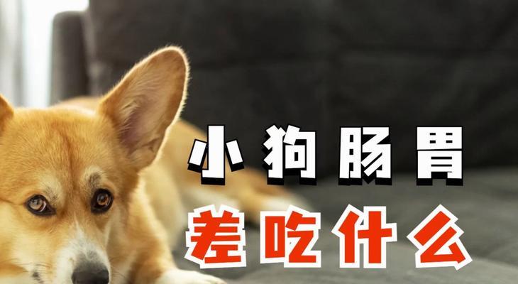 狗狗健康成长的关键（揭秘狗狗健康饮食的奥