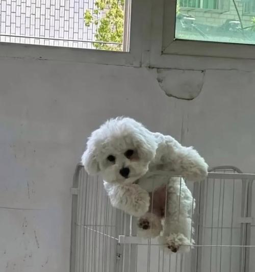 狗见到什么动物会不停地跑?(探寻狗对不同动物的反应与行为特点)(图2) 狗见到什么动物会不停地跑?(探寻狗对不同动物的反应与行为特点)(图2)