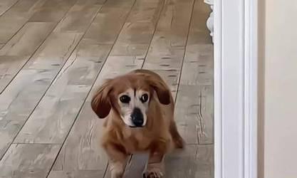 狗见到什么动物会不停地跑?(探寻狗对不同动物的反应与行为特点)(图1) 狗见到什么动物会不停地跑?(探寻狗对不同动物的反应与行为特点)(图1)