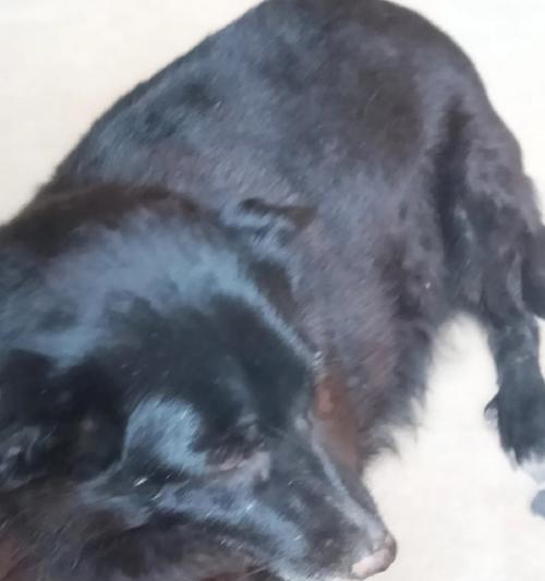 狗狗啃脚原因及解决方法全攻略(图1)