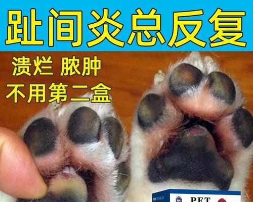 狗狗啃脚原因及解决方法全攻略(图2)