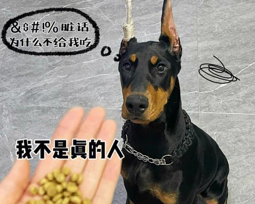 杜宾犬饮食指南全攻略