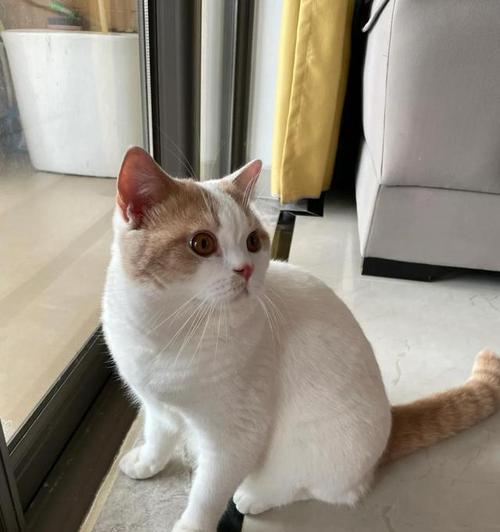 猫科动物心肌厚度研究全攻略