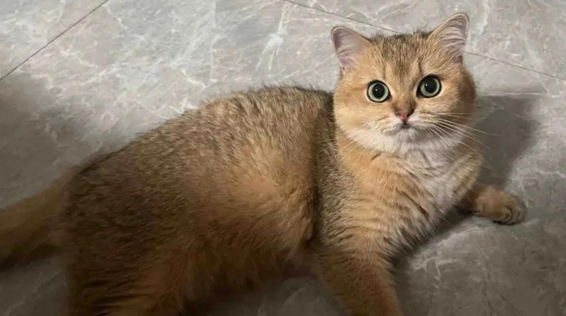 猫科动物心肌厚度研究全攻略(图2)