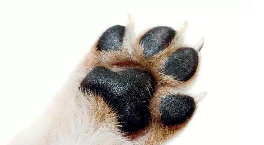 狗狗爪子拍打含义全攻略(图2)