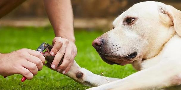 狗狗爪子拍打含义全攻略