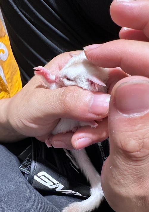 蜜袋鼯幼年期饮食全攻略(图1)