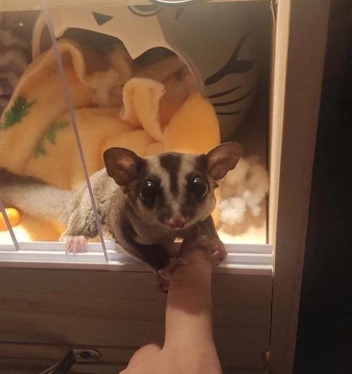 蜜袋鼯幼年期饮食全攻略(图2)