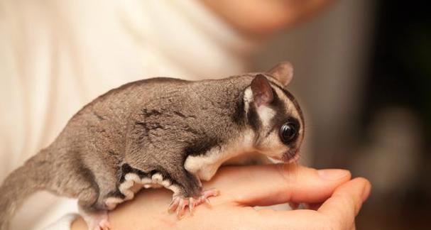 蜜袋鼯幼年期饮食全攻略(图3)