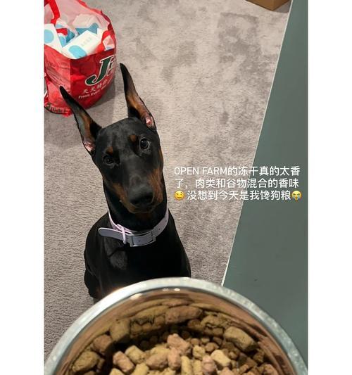 杜宾犬饮食指南全攻略(图3)