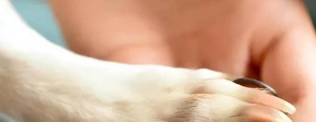 狗狗爪子拍打含义全攻略(图3)