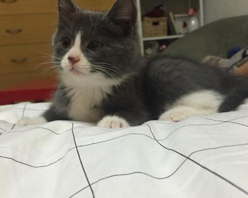 Jerry狗品种特点魅力全攻略(图2)