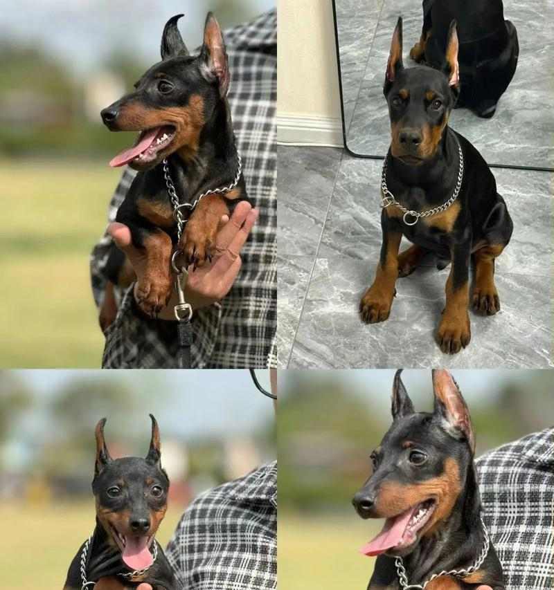 杜宾犬饮食指南全攻略(图2)