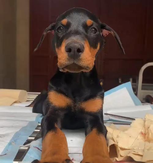 杜宾幼犬断尾最佳时机及注意事项全攻略(图2) 杜宾幼犬断尾最佳时机及注意事项全攻略(图2)