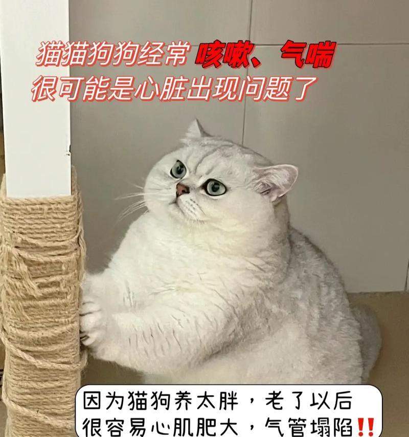 猫科动物心肌厚度研究全攻略(图3)