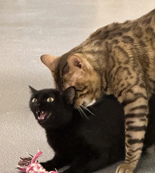 Jerry狗品种特点魅力全攻略