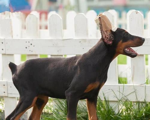 杜宾幼犬断尾最佳时机及注意事项全攻略