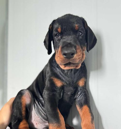 杜宾幼犬断尾最佳时机及注意事项全攻略(图3) 杜宾幼犬断尾最佳时机及注意事项全攻略(图3)