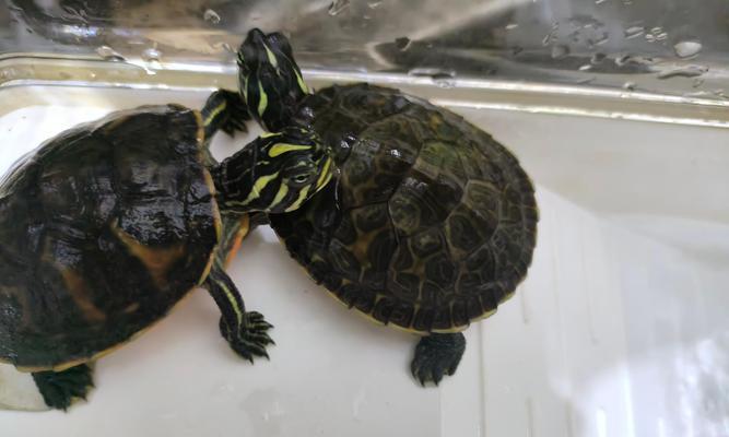 小巴西龟饮水之道全攻略(图2)