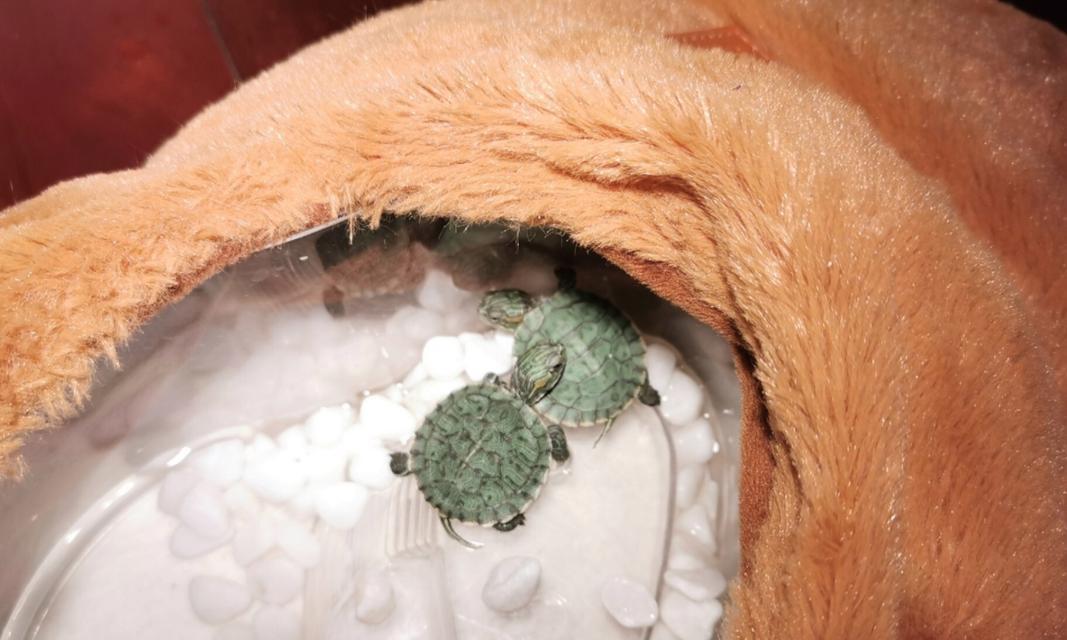 小巴西龟饮水之道全攻略